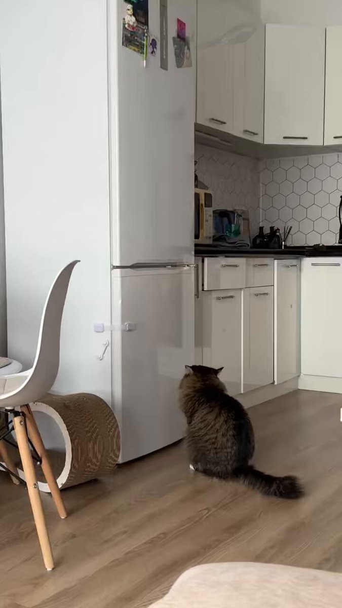 Как лечить амнезию у кота?