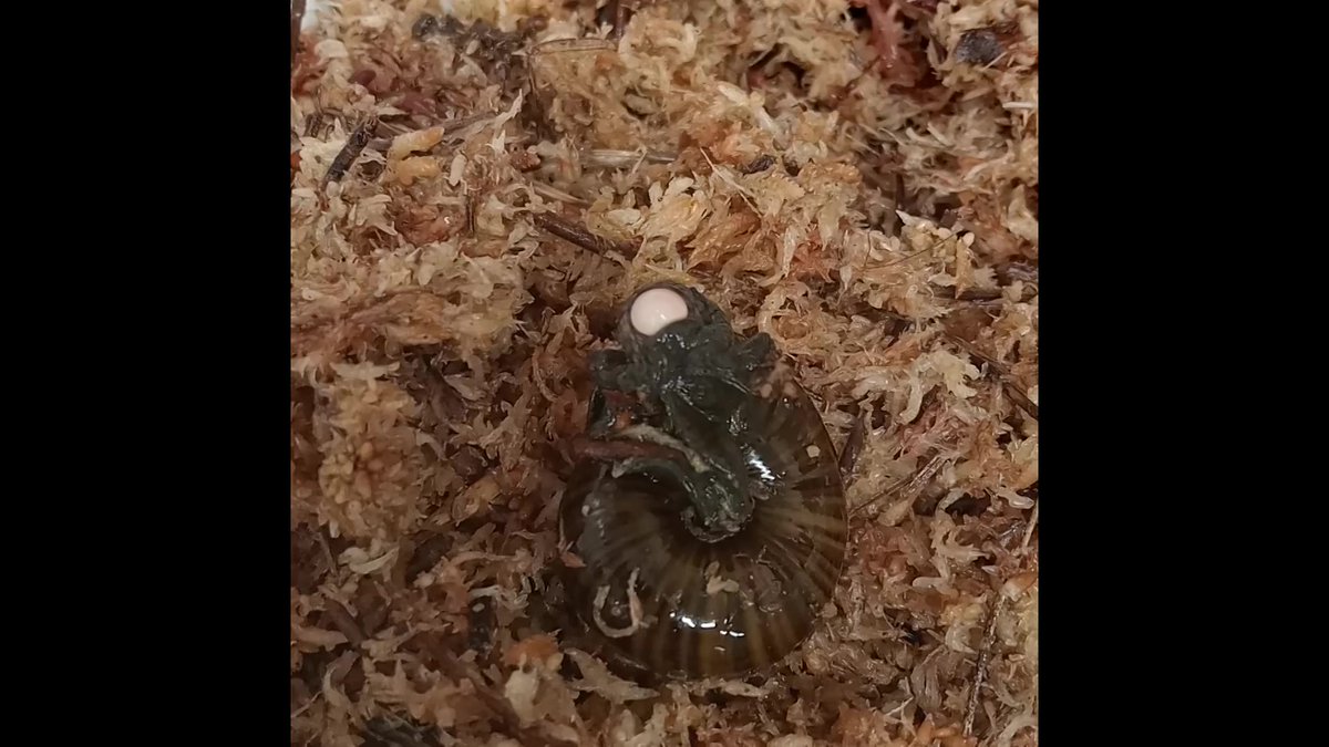 🇳🇿 VIDEO: Footage captured by a New Zealand ranger shows a rare Mount Augustus snail laying an egg via its neck, the first time the reproduction has been captured on video according to the New Zealand's Department of Conservation.