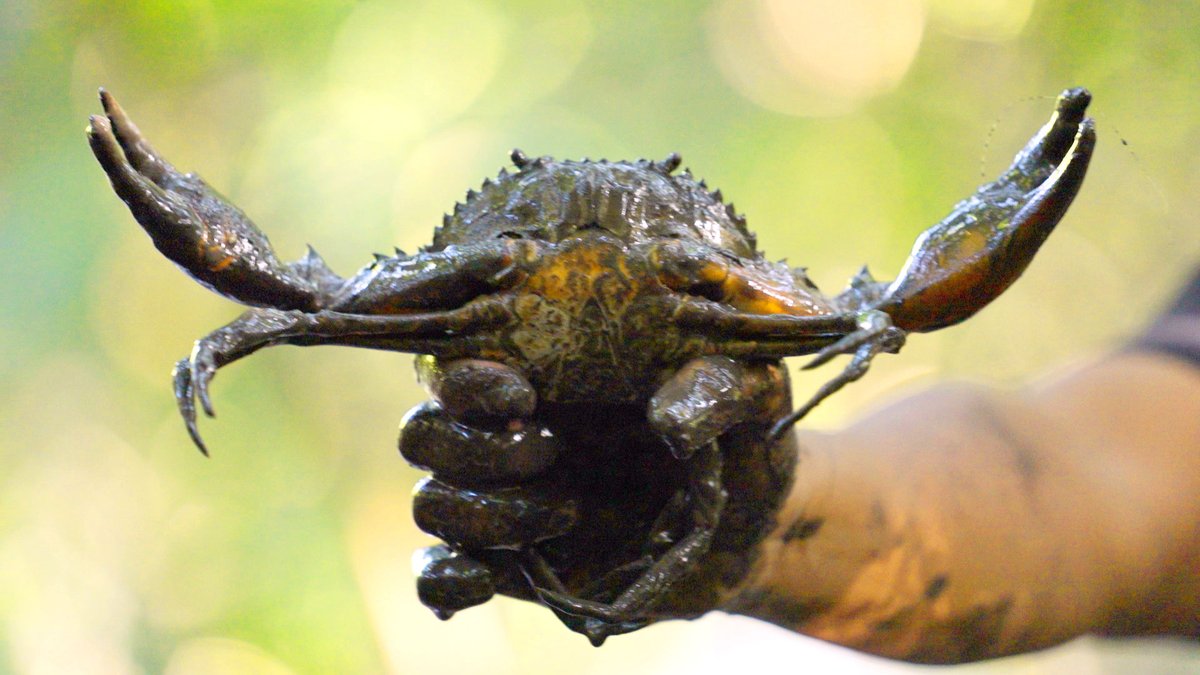 Why are mud crabs at risk of going extinct?
