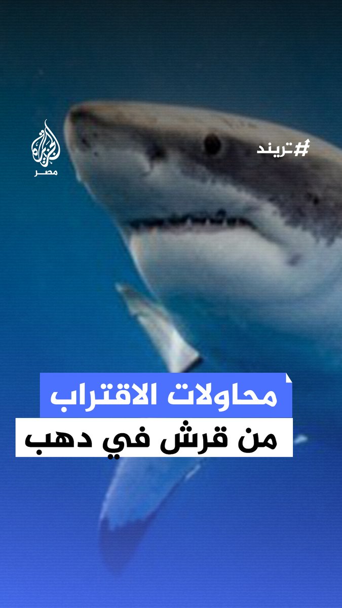 ظهور سمكة قرش من نوع "ويل شارك" على أحد شاطئ اللاغونا مدينة دهب بمحافظة جنوب سيناء وسط حالة من الزعر بين السائحين والزائرين ومسؤول بمدينة دهب يقول إن هذا النوع صديق للإنسان ولا خوف منه #تريند
