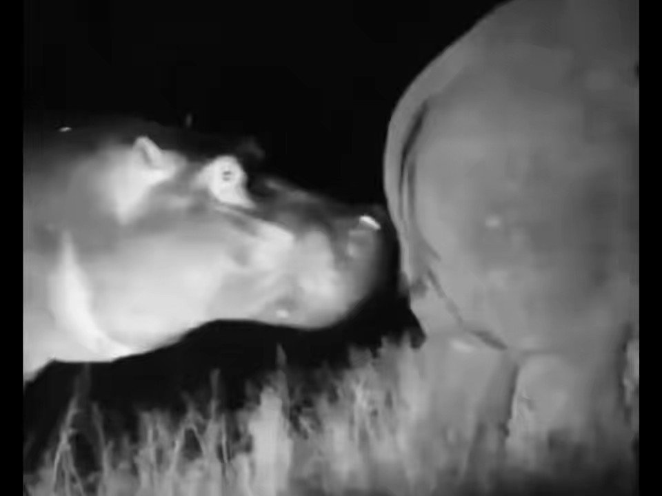 This hippo uses a rhino horn to pick his teeth 🤣