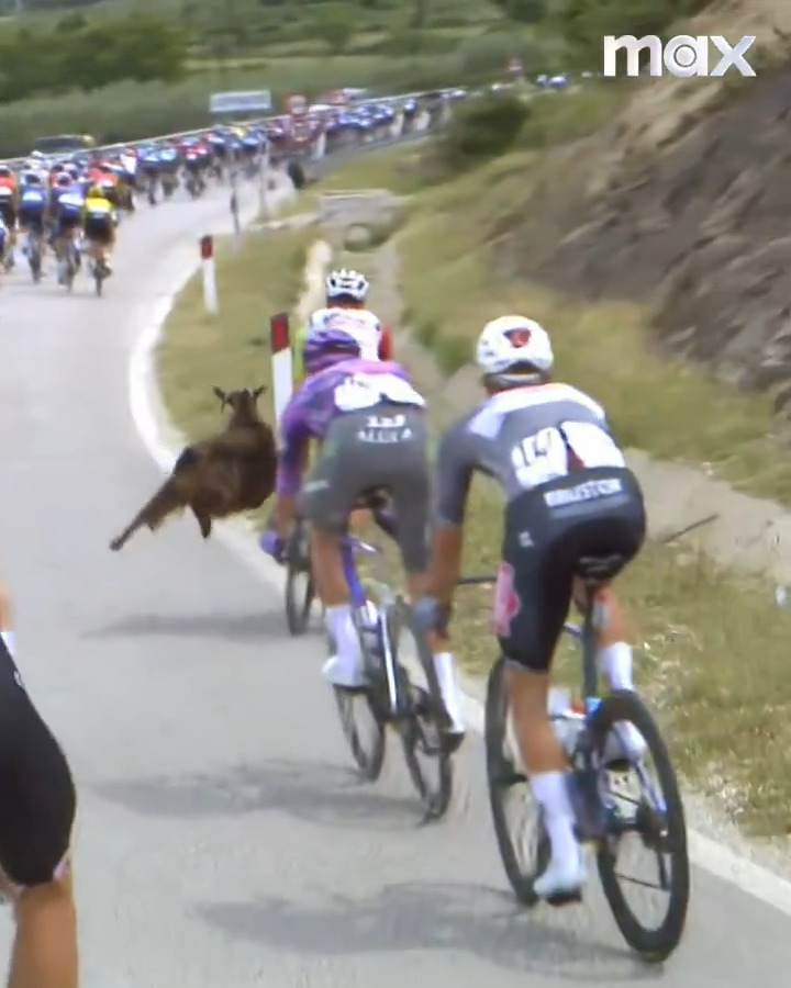 🎙"Rackarns! Den försökte sig på en karatespark där" En get gick till attack under tredje etappen av Giro d'Italia! 🐐 Roberto Vacchi 📲 Se Giro d'Italia på Max