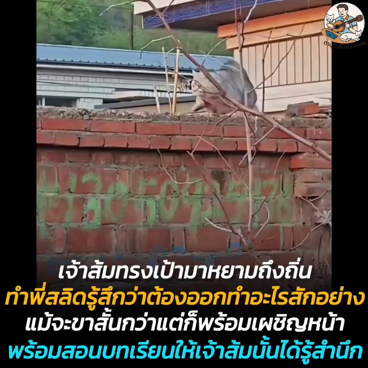 แมวจรส้มทรงเป้ามาเดินป้วนเปี้ยนแถวกำแพงบ้าน ทำเอาเจ้าถิ่นอย่างพี่สั้นลายสลิดเหมือนรู้สึกถูกหยาม งานนี้เลยจอมุดออกจากประตูบ้านตะเกียดตะกายขึ้นไปสอนบทเรียนให้แมวเป้าสักที งานนี้ต้องมีคนร้องไห้กลับบ้าน (มีคลิปเพิ่มเติมของน้อง)🤣🤣🤣 พี่สลิด : เมื่อกี้เรียกใครไอ้เตี้ย 😾 พี่ส้ม : พูดลอยๆ ใครจะรับก็รับไปสิ 😼 อาณาจักรสัตว์โลก มีม&สาระ By ตามติดชีวิตAnimal เมื่อแมวจรสีส้มทรงเป้า เดินเฉียดโซนเจ้าถิ่นอย่างไม่เกรงใจ งานนี้พี่ลายสลิดเจ้าบ้าน ที่แม้จะมี “ขาสั้น” แต่ใจใหญ่เกินตัว ก็เลยต้องขึ้นมาปกป้องศักดิ์ศรี 🤣 จากภาพจะเห็นได้ว่าทั้งคู่จ้องหน้ากันชนิดไม่มีใครยอมใคร มีการแลกวาจากันเล็กน้อยก่อนเปิดศึกแบบแมว ๆ ฝ่ายพี่ส้มเหมือนจะแกล้งพูดลอย ๆ ว่า “ไอ้เตี้ย” แต่พี่สลิดไม่ปล่อยผ่านแน่นอน เพราะแม้จะเตี้ย…แต่ตีนลอยถึงหน้าแน่นอน เรียบเรียง 🖋️ แอดเพา ที่มาของรูป 📸 REDNote : 星日有一梦 #แมว #ทาสแมว #อาณาจักรสัตว์โลก #ตามติดชีวิตAnima