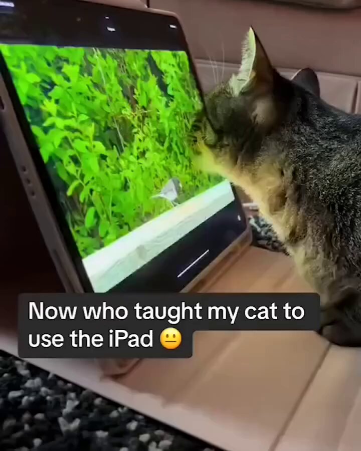 kitty using an ipad