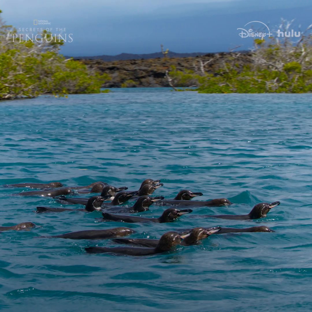 For banded penguins, hunting is a team sport. And they're champions at it! #SecretsOfThePenguins is now streaming on Disney+ and Hulu.
