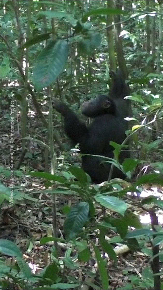 New research into the rhythmic drumming and complex calls of chimpanzees suggests a system of communication—one that might shed light on the origins of human language and music.