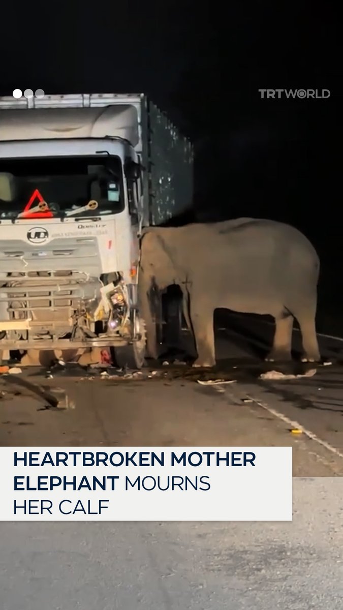 A truck tragically killed a baby elephant on a Malaysian highway, prompting the grieving mother to charge at the vehicle and stand by her calf’s side for hours. Refusing to leave, she remained at the scene until wildlife officials arrived to safely sedate and relocate her