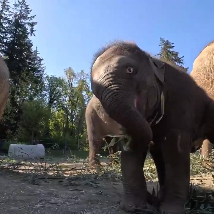 Play time for Tula-Tu and her aunties