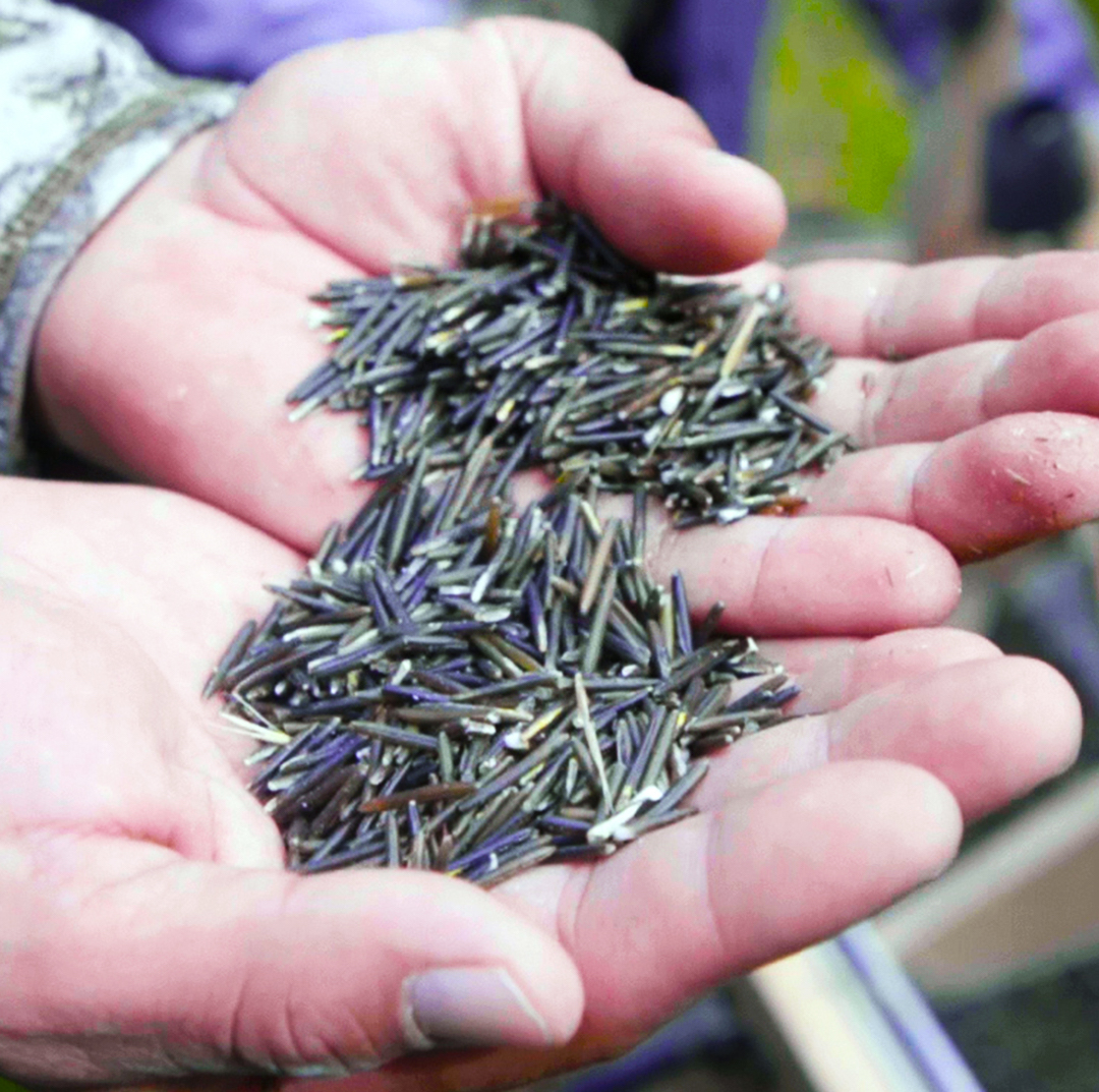 Why manoomin wild rice is so expensive