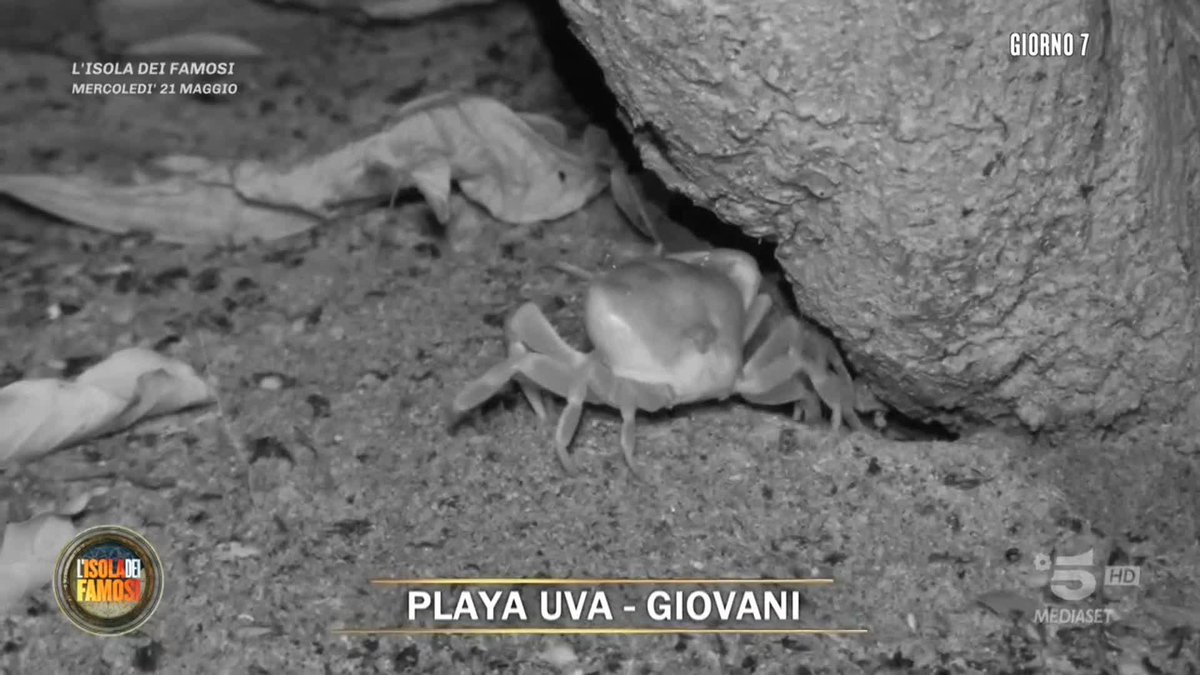 Cosa fa più paura, trovare un granchio o Nunzio che urla? 🦀😱 #Isola