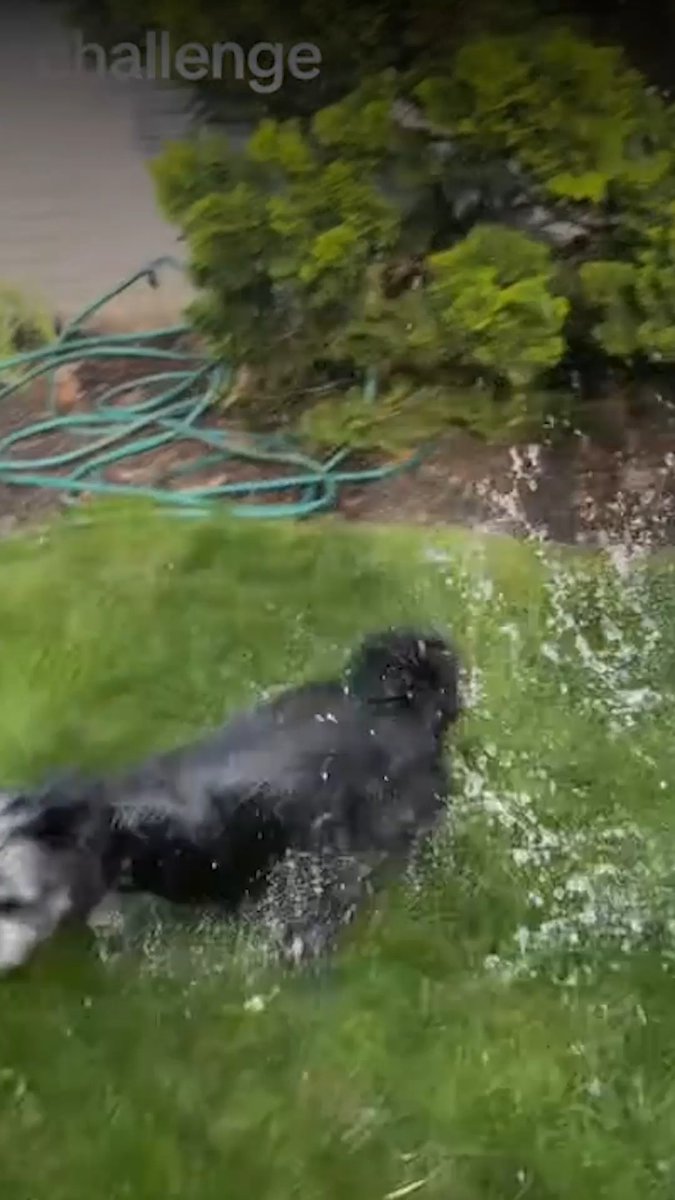 It’s not funny to dump water on your unsuspecting dog, it’s heartless. Using animals who love and trust you for clout is pathetic and shameful!