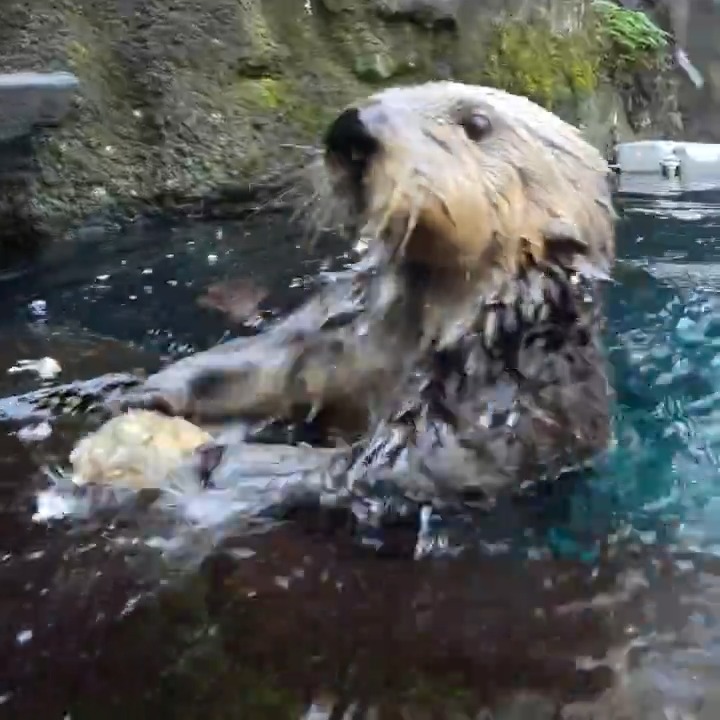 Happy otterversary Juno! She joined the sea otter family 11 years ago, after being found as an orphan and rescued by #MontereyBayAquarium