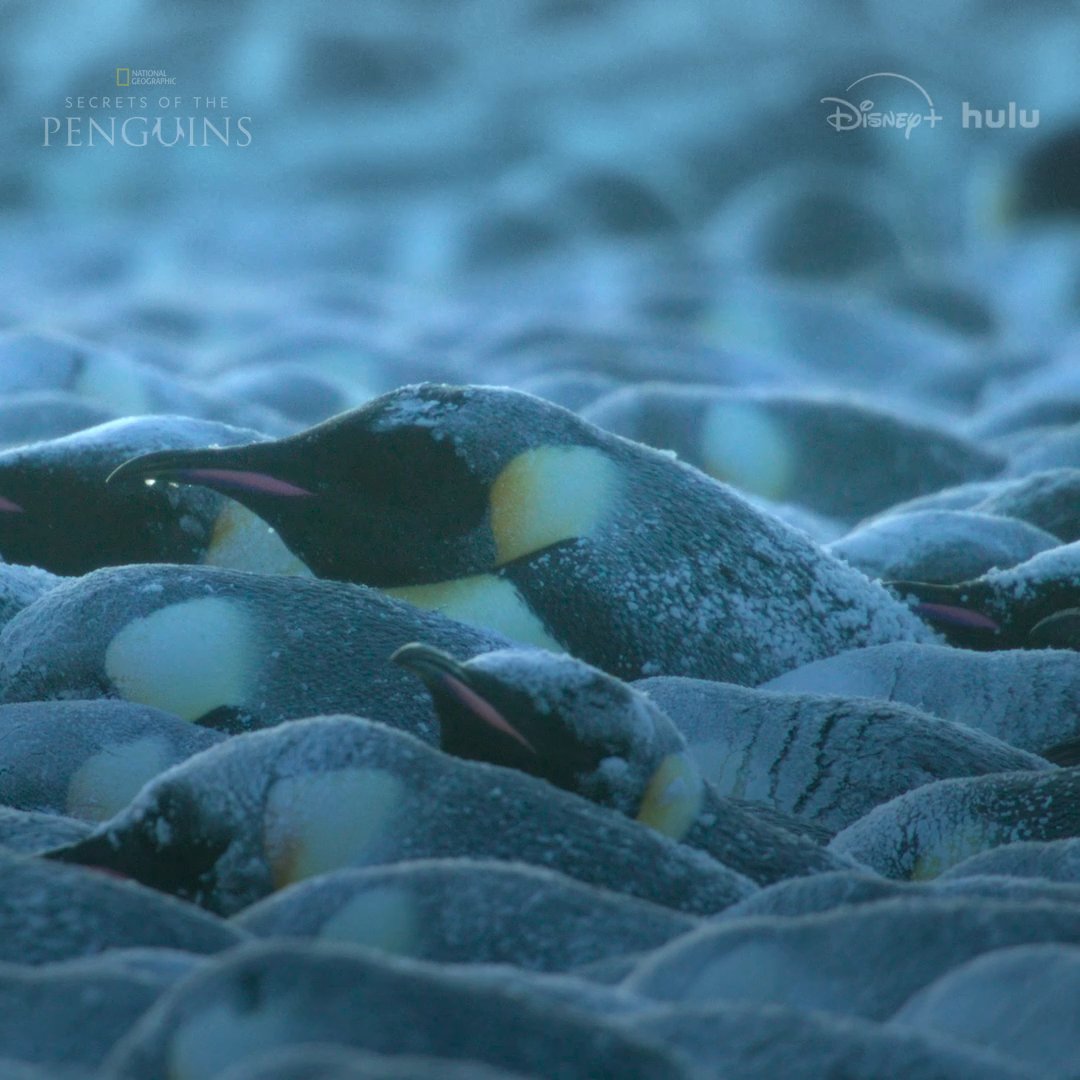 How do penguin dads and their unborn chicks survive low temperatures? The power of a huddle 💪 #SecretsOfThePenguins is now streaming on Disney+ and Hulu.