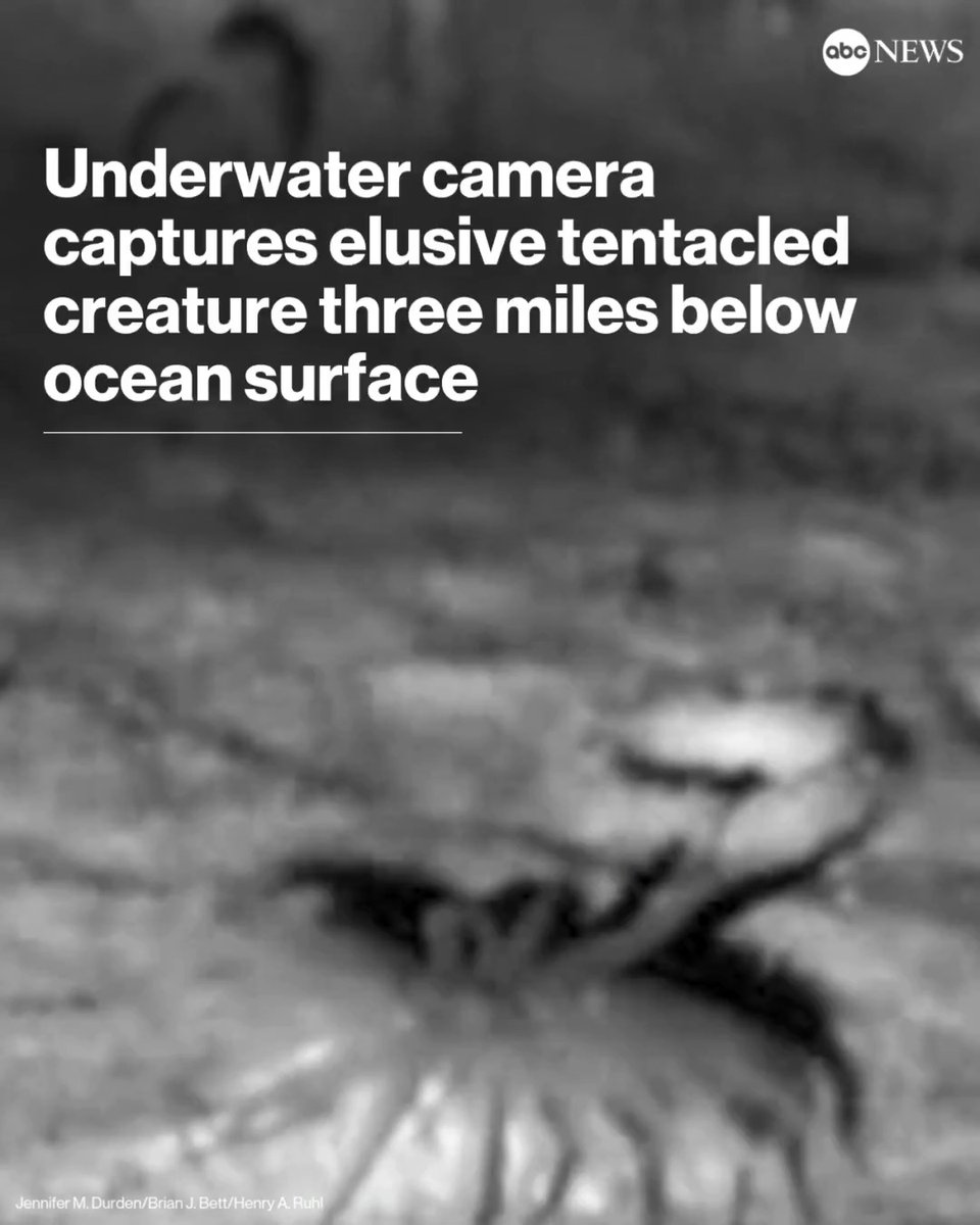 Thanks to cameras built to withstand the deep-sea pressure, marine scientists were able to capture images and study the elusive Iosactis vagabunda, a tentacled deep-sea anemone that resides on a seabed off the coast of Ireland, according to a new study.