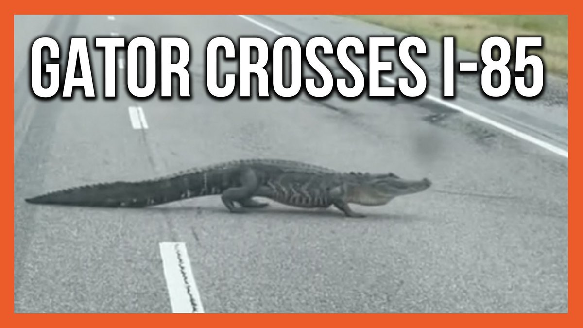 An alligator down in Pike Road, Alabama, was seen taking his time crossing I-85 in broad daylight, on Mother's Day.