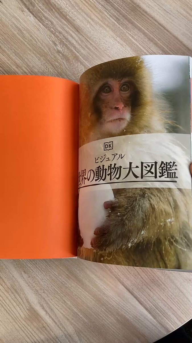 【新刊発売】 『ビジュアル 世界の動物大図鑑』 世界で売れている、動物図鑑の決定版！ 哺乳類から無脊椎動物までを700点以上の写真で紹介。 収録動物すべてを細部までわかる鮮明な写真で解説した、リアルな迫力の図鑑です。