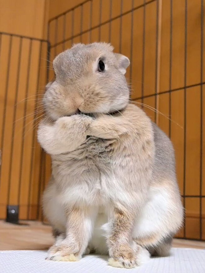 おマフキレイ系ガール🐰✨