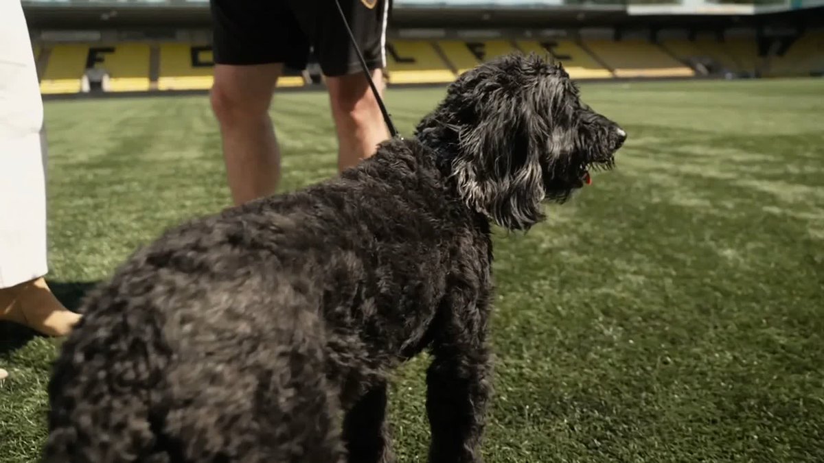 Dog scores a header in training! 🐶🤣