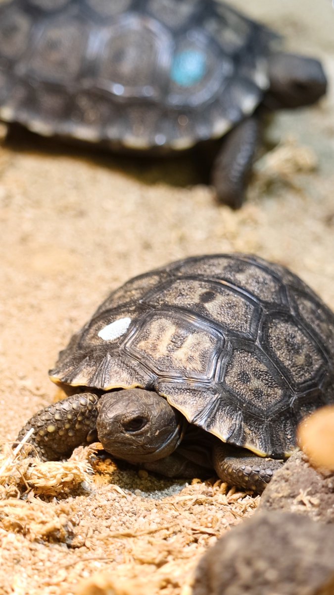 WE’RE NOT DONE YET! 💚 We’re thrilled to welcome three more critically endangered Western Santa Cruz Galapagos tortoise hatchlings! These males are from the same clutch that produced the four females earlier this year. Their parents, Mommy &amp; Abrazzo, are around 100 years old! 🐢