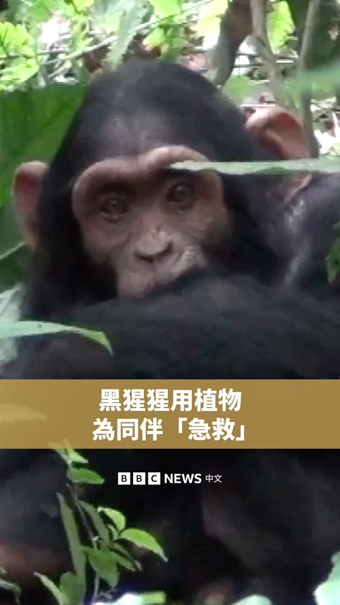 科学家观察到，乌干达的黑猩猩能以多种方式使用药用植物，以治疗开放性伤口和其他损伤。 牛津大学的科学家与布东戈森林的当地研究团队合作，拍摄并记录了黑猩猩使用植物进行“急救”的场景。这些药物不仅用于自身，有时也被用于为同伴处理伤口。 这项研究是在去年发现的基础上进一步展开的——研究表明，黑猩猩会主动寻找并食用特定植物来自我疗愈。 科学家们还汇编了数十年的科学观察结果，创建了一份目录，列出了黑猩猩使用“森林急救”的不同方式。