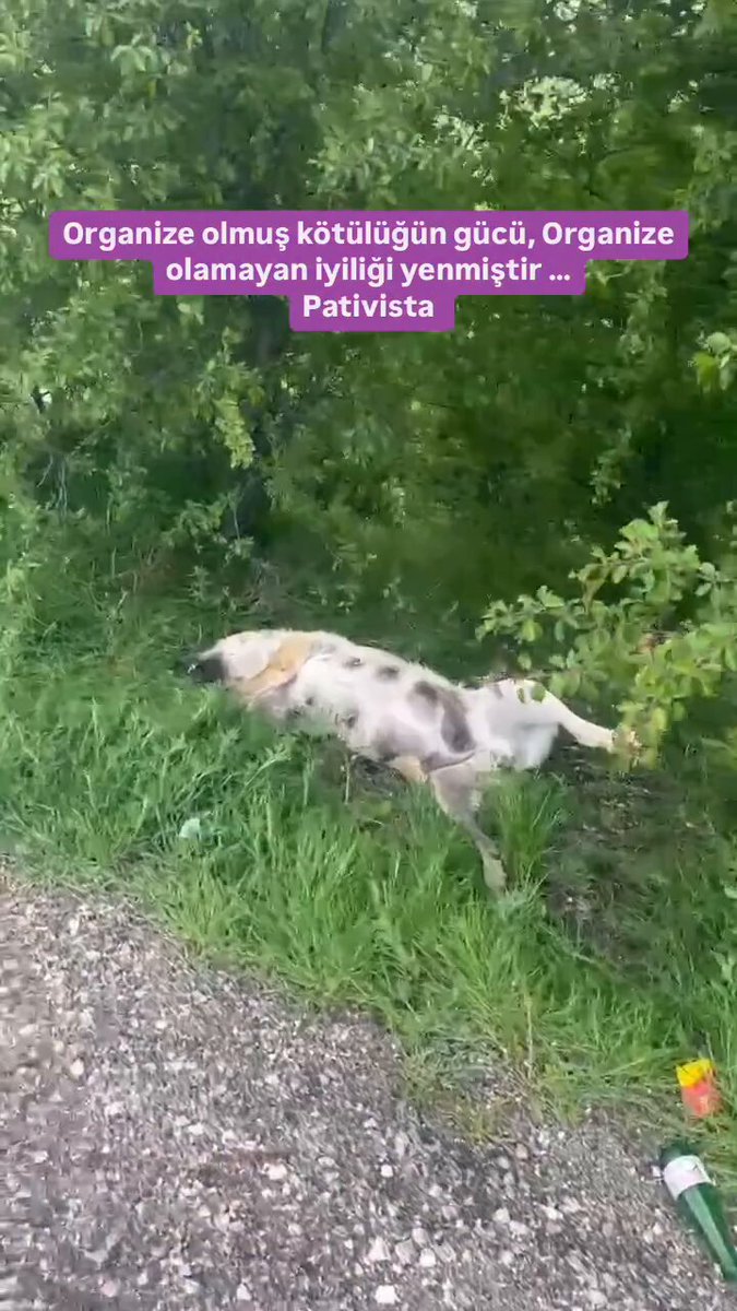 Belediyesiyle, halkıyla sıraya girmişler öldürmek için. Kızılcahamam’da bir anne köpek silahla vurularak öldürüldü. Daha bir aylık olan yavruları annesiz bırakıldı.Organize olmuş kötülüğün gücü, Organize olamayan iyiliği yenmiştir .. ( Yavruları aldık Pativistadalar )