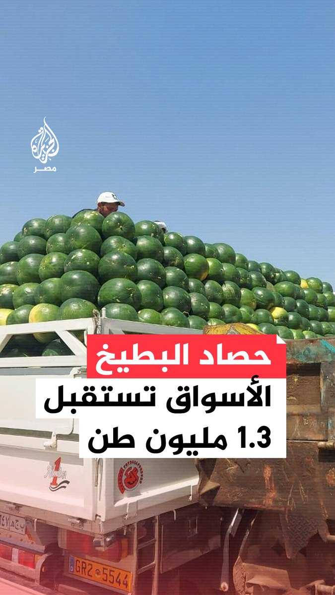 موسم حصاد #البطيخ.. فاكهة #الصيف المميزة بألوانها الزاهية ومذاقها السكري الذي يطفئ لهيب الطقس