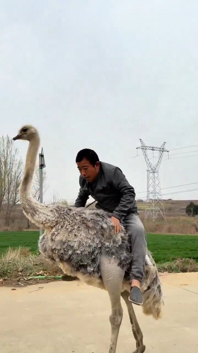 That ostrich should be returned back to Africa. This is animal abuse