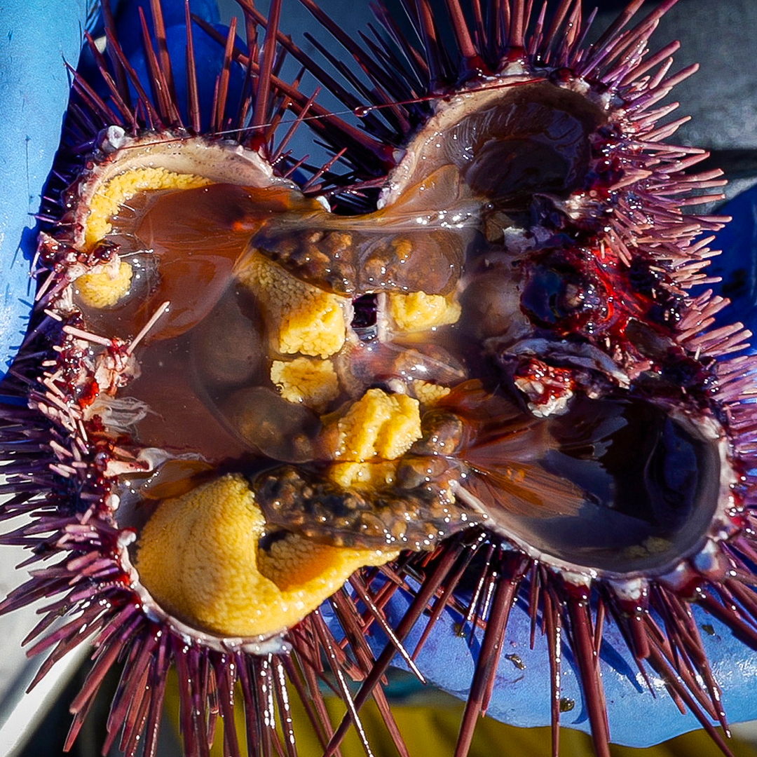 Why sea urchins are so expensive