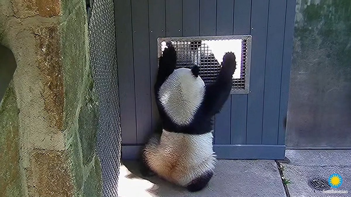 🐼🎶🐼 Bleats and chirps between two giant pandas are a sure sign that flirtatious feelings are in the air! Paired with rolls, playful pounces and splashing around in the pools, these vocalizations tell our animal care team when Bao Li and Qing Bao’s hormones are changing. Read all about the bears and the bleats in our latest #DCPandas update. ✏️STORY: . . . 🎥 Stay connected to Bao Li and Qing Bao from home on the Giant Panda Cam, sponsored by Boeing.