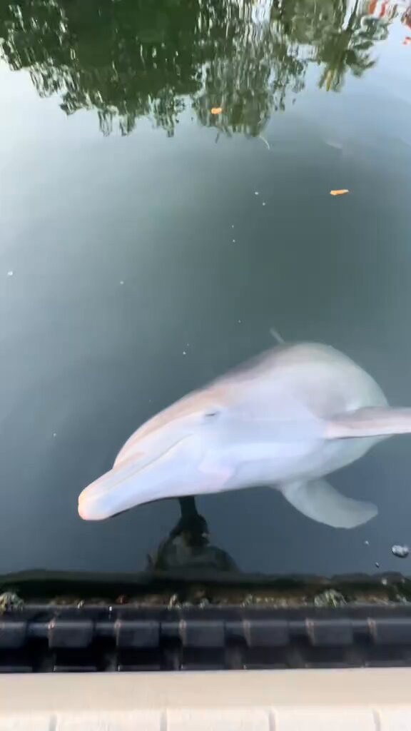 Dolphin loves some scritches..🐬😍 📹pauIaaguiIar