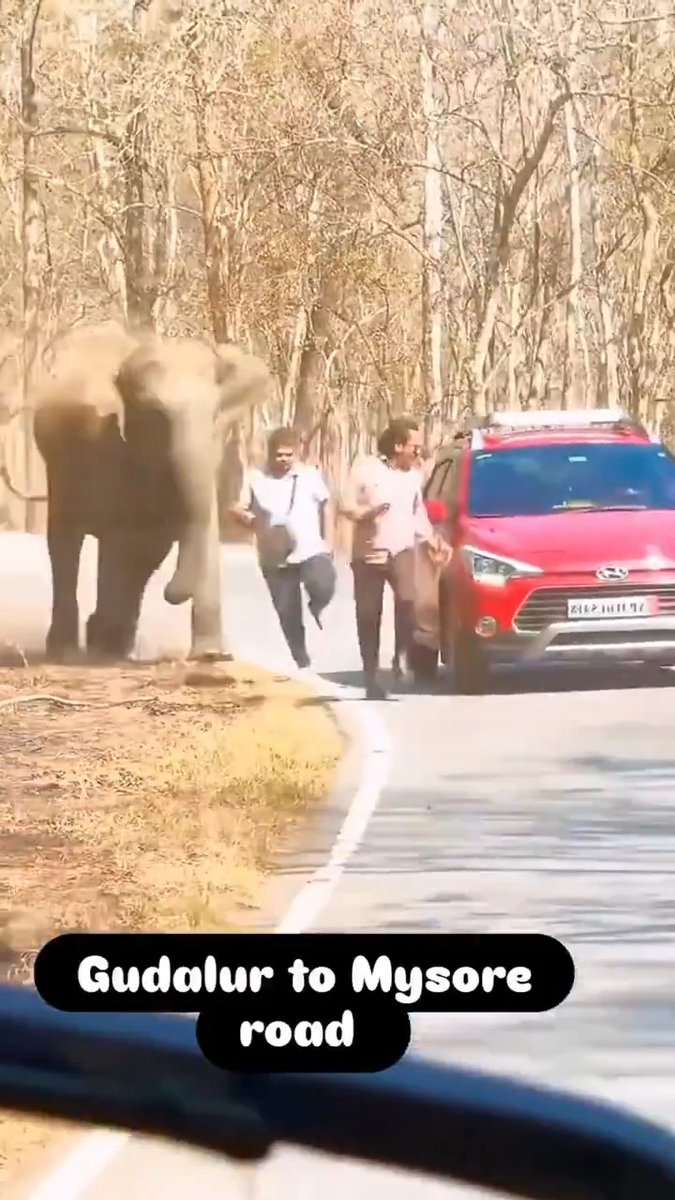 The elephant tried to kick him but missed, that guy is lucky to be alive