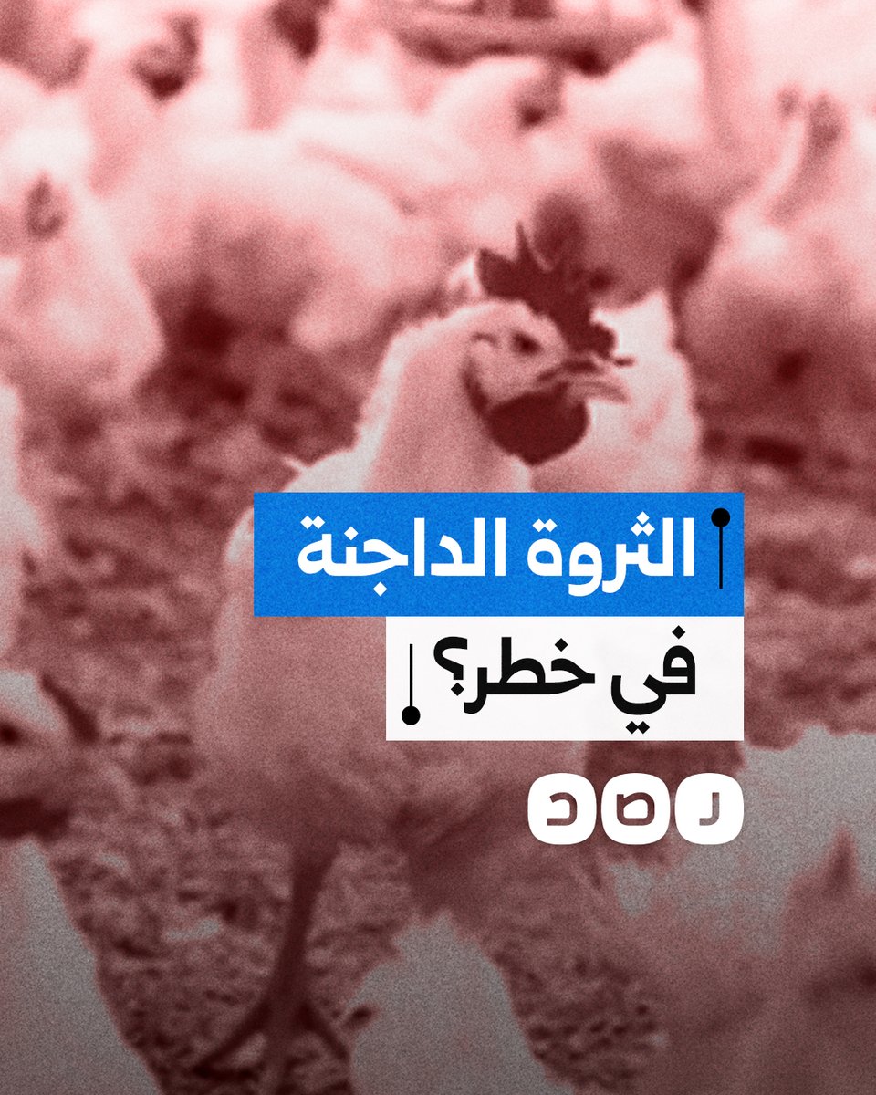 بعد تصريحات عن نفوق ثلث الثروة الداجنة... هل ترتفع أسعار الدواجن في مصر؟