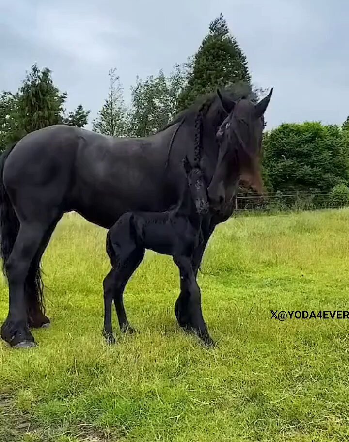 Proud mama horse and her baby..🐎❤️