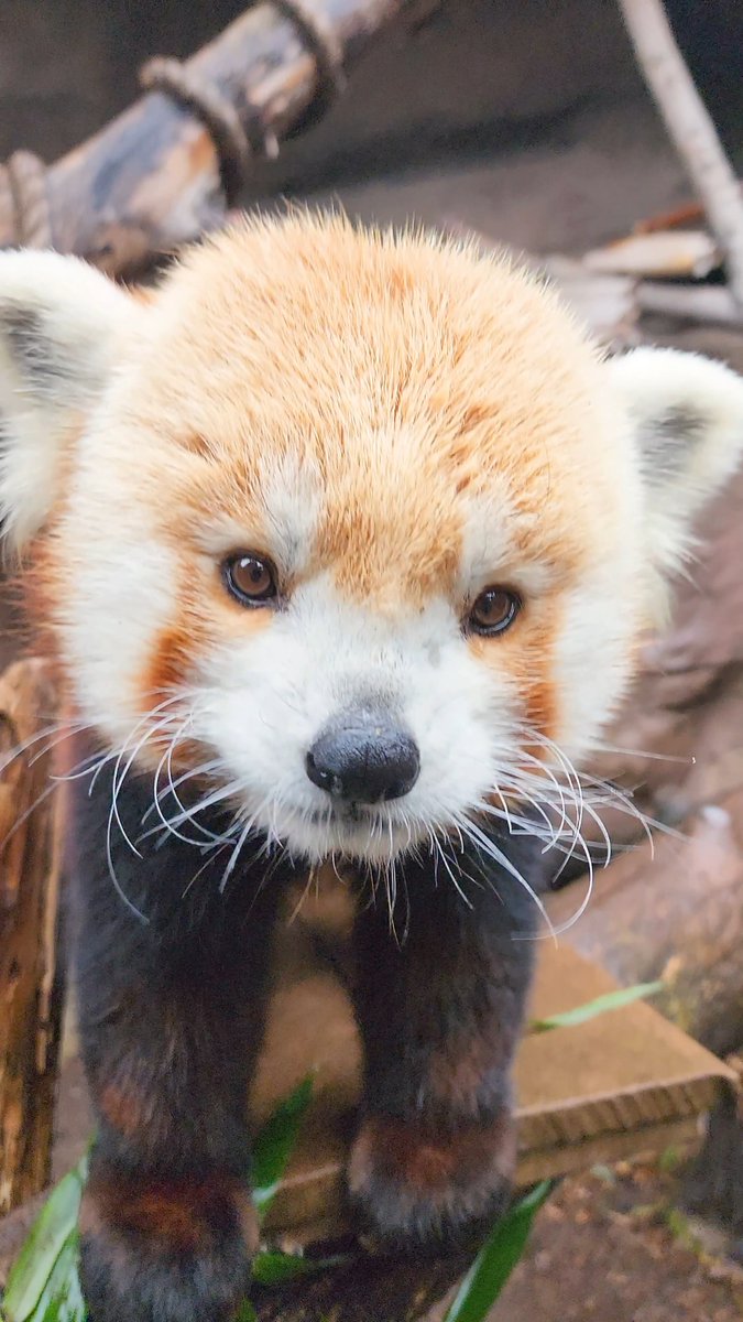 Rainy days are for red pandas 🧡🧡