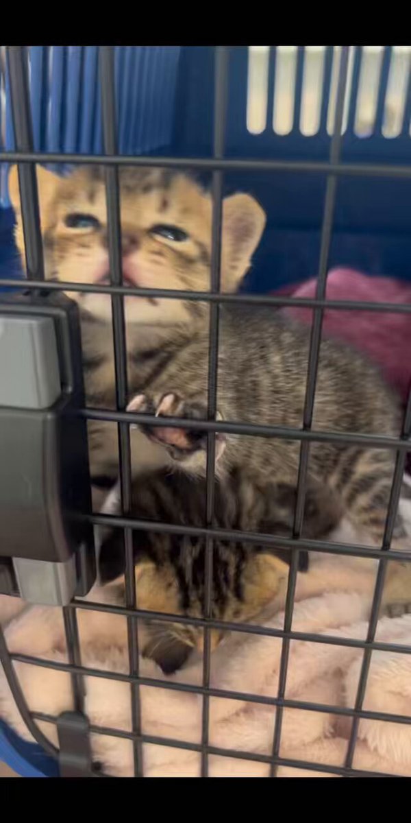 拡散お願いします🐈‍⬛間も無く猫譲渡会始まります！君たちはデビューまであともう少しだね！ 文京区千駄木2-31-3まいの間にて