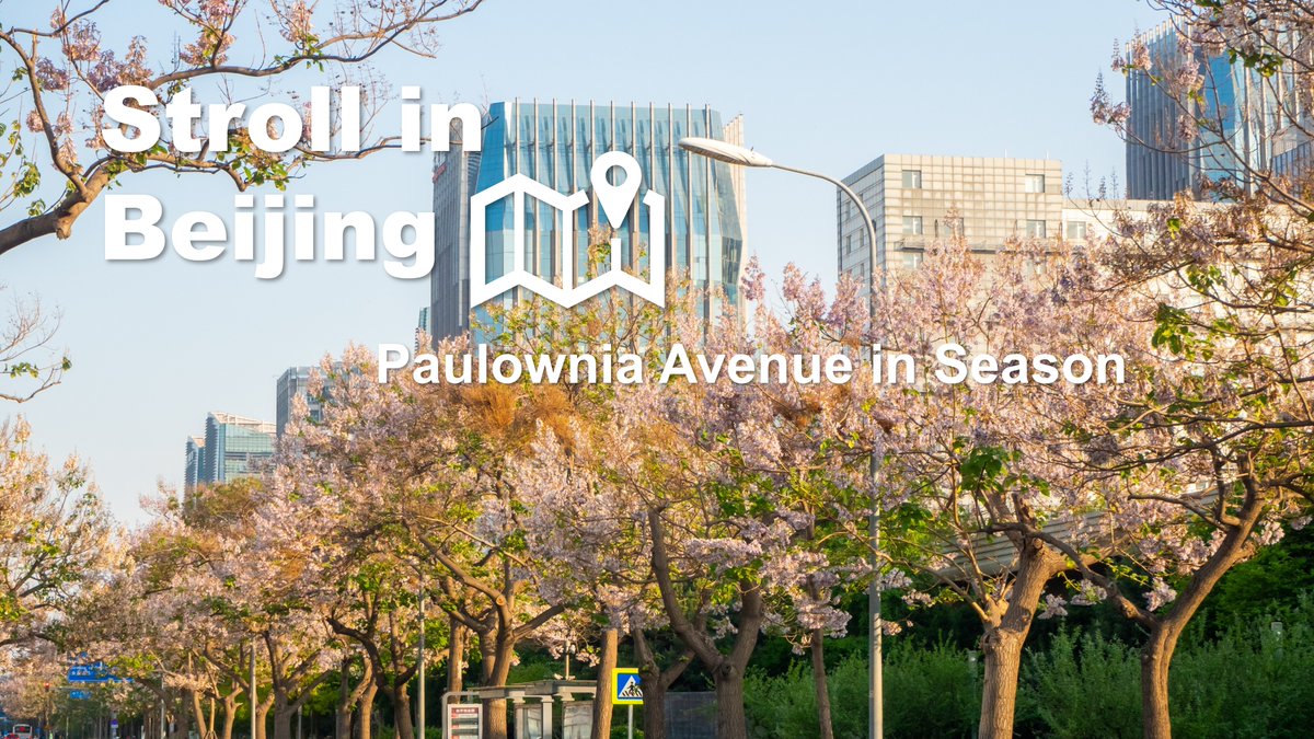 Paulownia Avenue in the #Beijing Economic-Technological Development Area becomes a dreamscape when the blossoms bloom. Lined with tall trees and filled with a soft floral scent, it feels like a scene from a storybook. #VisitBeijing