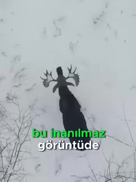 Geyik 🦌 Neden Boynuzunu Düşürür?