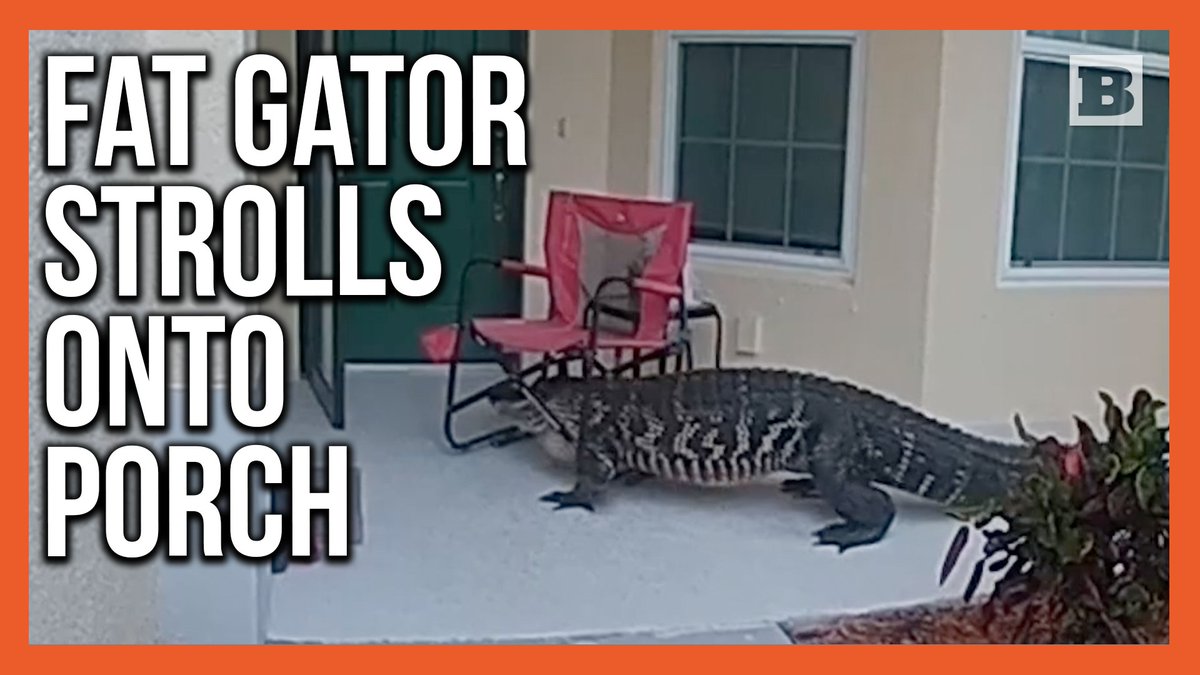 The Lee County Sheriff's Office recently released footage from Fort Myers, Florida, showing an alligator wandering onto a porch and getting wrangled by police officers. The gator was eventually detained by a state alligator trapper.