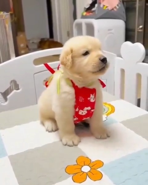 Aww so cute baby pup 🐶🥰