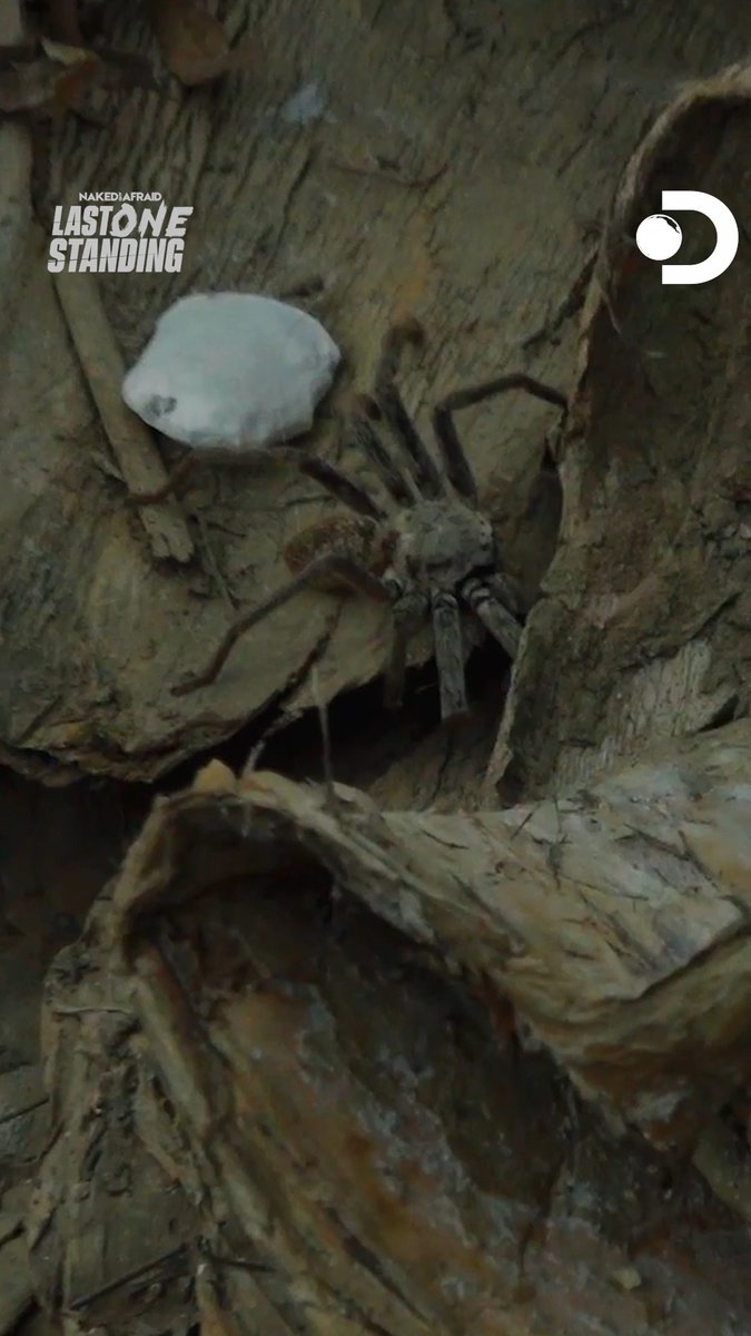 Found all across the Australian Outback, wolf spiders are fast, aggressive, and venomous (but not deadly to humans) 🕷️ Don't miss the season premiere of #NakedandAfraid: Last One Standing TONIGHT at 8p on Discovery!