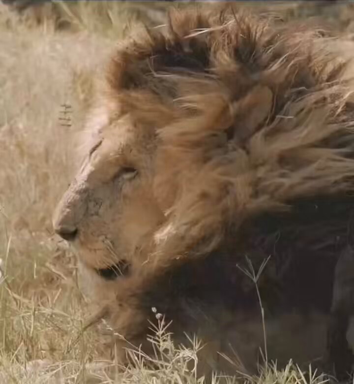 maç bitimi musleranın kendini yere bıraktığı sekans