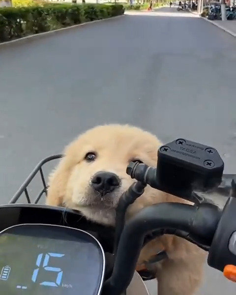 Aww so cute baby pup 💕