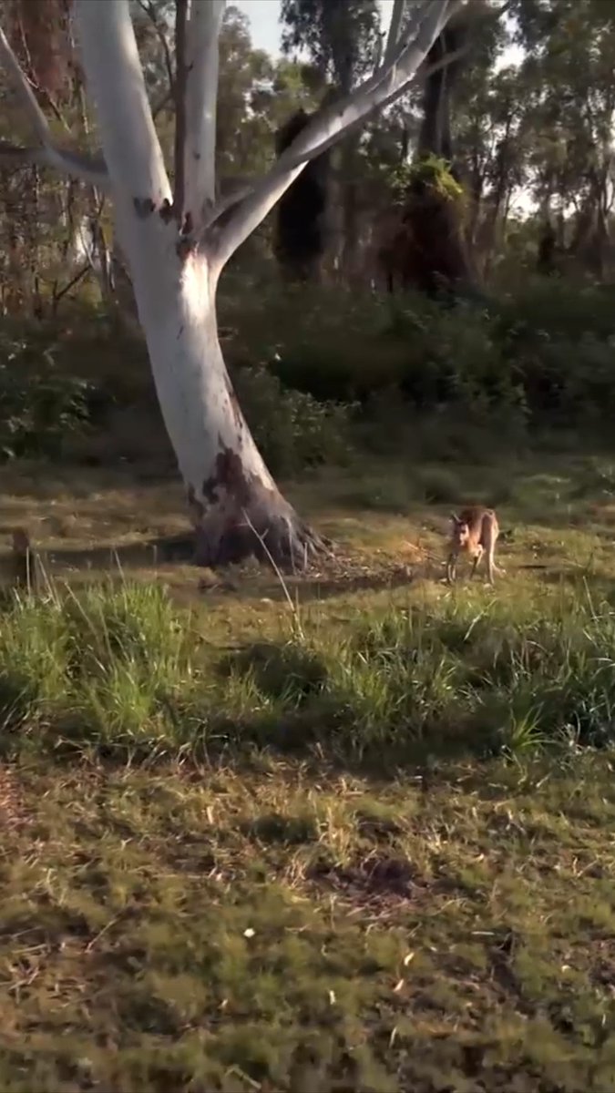 Just your average kangaroo… in one of the most dangerous environments on Earth 🦘🇦🇺 Did you know kangaroos can jump over 25 feet in a single bound? That kind of power comes in handy when the Outback throws everything at you. Can the #NakedandAfraid: Last One Standing survivalists handle it? The season premiere starts NOW on Discovery.