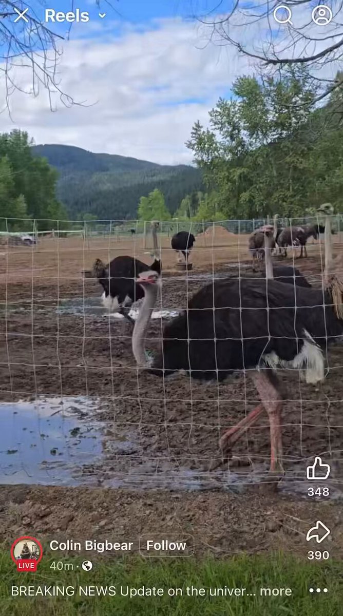 Breaking; Colin Bigbear claims CFIA has sent a new message that they're culling the ostriches no matter how many people are at the farm. He says this could be Ottawa "3.0." He says it's the last stand &amp; if CFIA culls the birds "we starve." #ostrichfest #ostrichconvoy