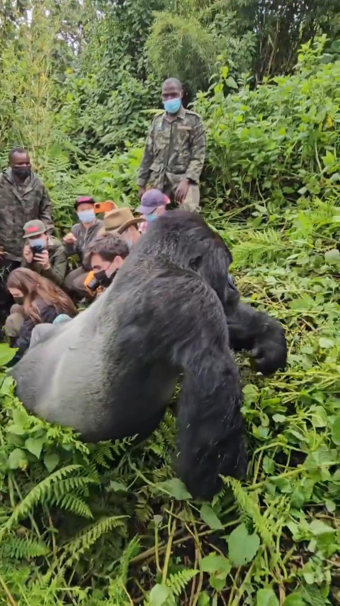 In less than 30 seconds I think this Gorilla could easily kill everyone there if it wanted to