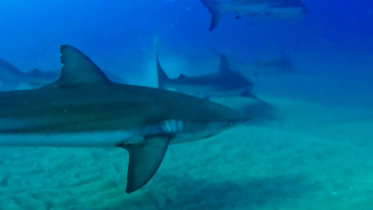 🇮🇱 VIDEO: With its golden sand and blue waters, the beach front in central Israel looks like any other stretch of Mediterranean coast, but it was recently the site of a deadly shark attack.