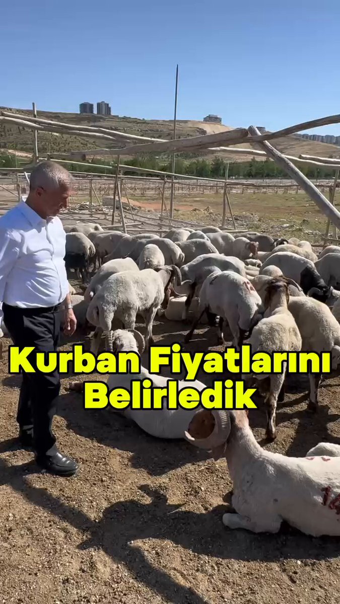 Kıymetli hemşehrilerim, Geçen yıl olduğu gibi bu yıl da fahiş kurban fiyatlarına izin vermeyeceğimizi ifade etmiştim. Sizlerin uygun fiyata ve sağlıklı kurbanlıklara ulaşabilmeniz için Şahinbey Belediyesi olarak 5 farklı noktada kurbanlık satışlarımız başlıyor! Detaylar videoda.👇🏻 #Şahinbey #Gaziantep