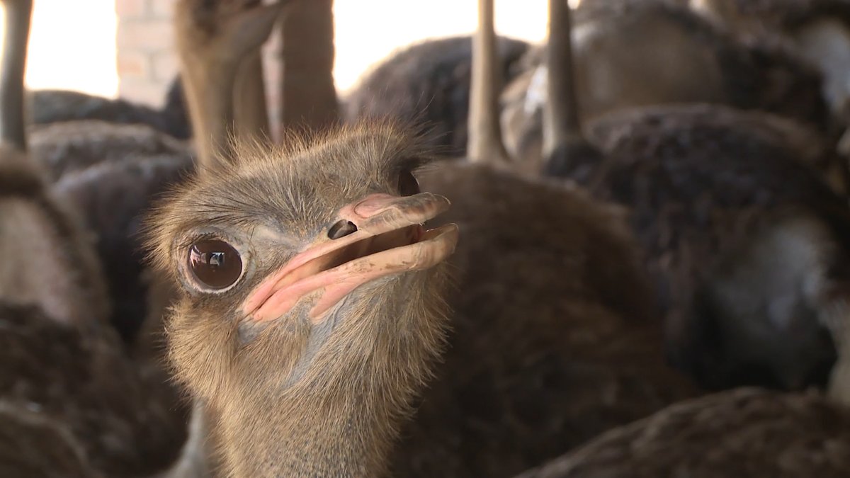 Ostrich meat is more profitable than meat from other livestock, making it an attractive option for farmers