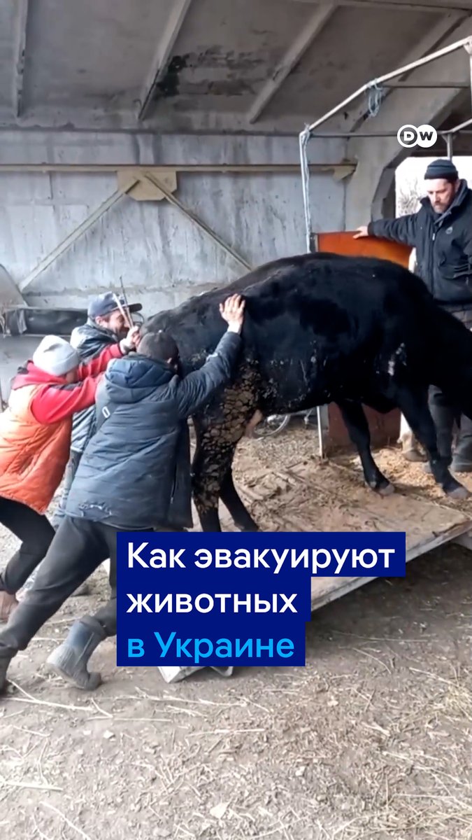 Десятки собак спас фермер Андрей Евтушенко из Сумской области: после вторжения РФ он эвакуировал их вместе с крупным рогатым скотом. Вот как это было