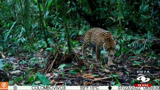 En Colombia el jaguar ha perdido el 39% de su territorio. Sin embargo, un reciente avistamiento del felino en Caquetá demuestra que las estrategias para protegerlo y conservarlo están dando resultados. Más en